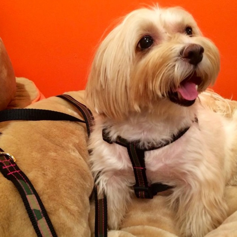 Zoomies NYC City Camouflage Leash and Harness